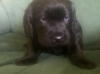Miniature-Labradoodle-Pups-Black-Chocolate
