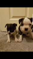 Cute-male-and-female-Boston-Terrier-Puppies